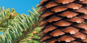 pine tree brand and pine cones 
